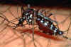 dengue-aedes.jpg (21838 bytes)