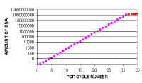 PCR_Reaction_graph2.jpg (24354 bytes)