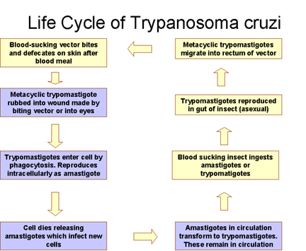 trypanosome life cycle