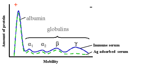 Альфа 1 глобулин. Serum Proteins. Serum Protein study method rid. Plasma depletion from albumin and Immunoglobulin.