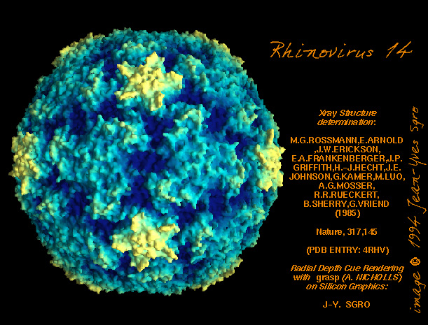 PICORNAVIRUSES Rhinoviruses